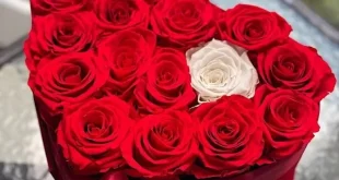 erayo jaceyl romantic